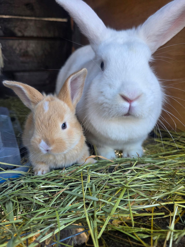 Rabbits on the homestead