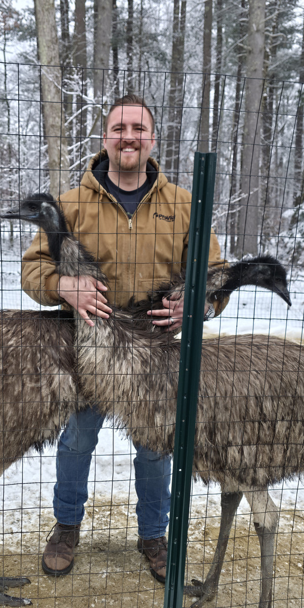 Victor with the emus in winter