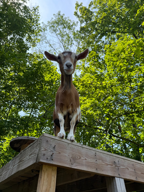 Goat on a platform