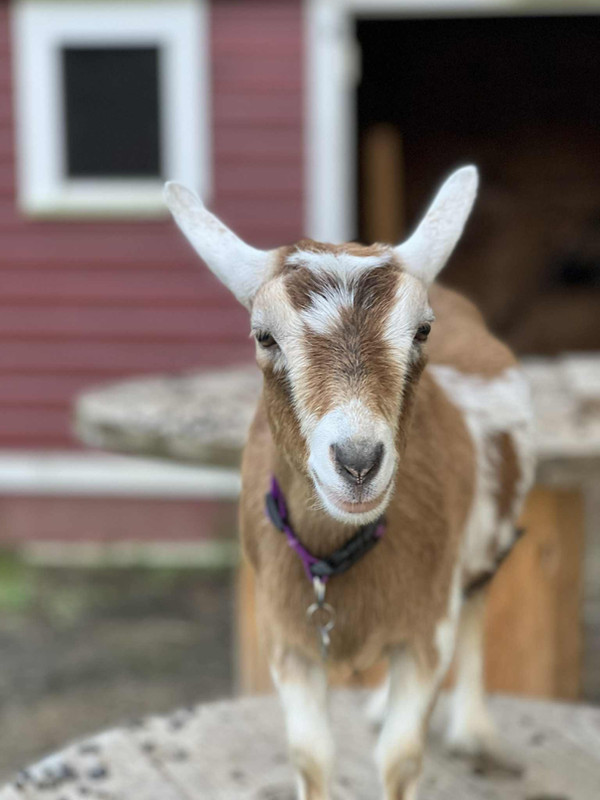 Goat on the homestead