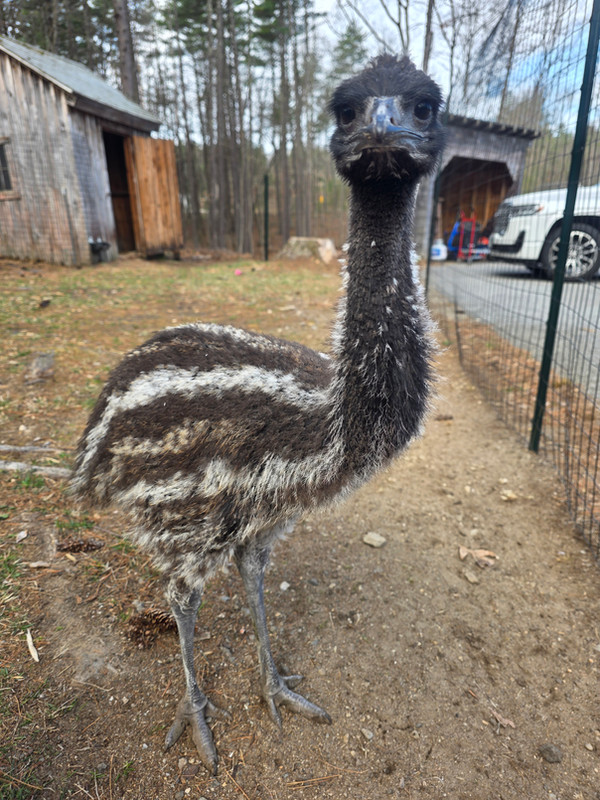 Emu on the homestead