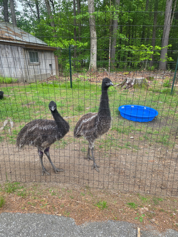 Emus in their enclosure