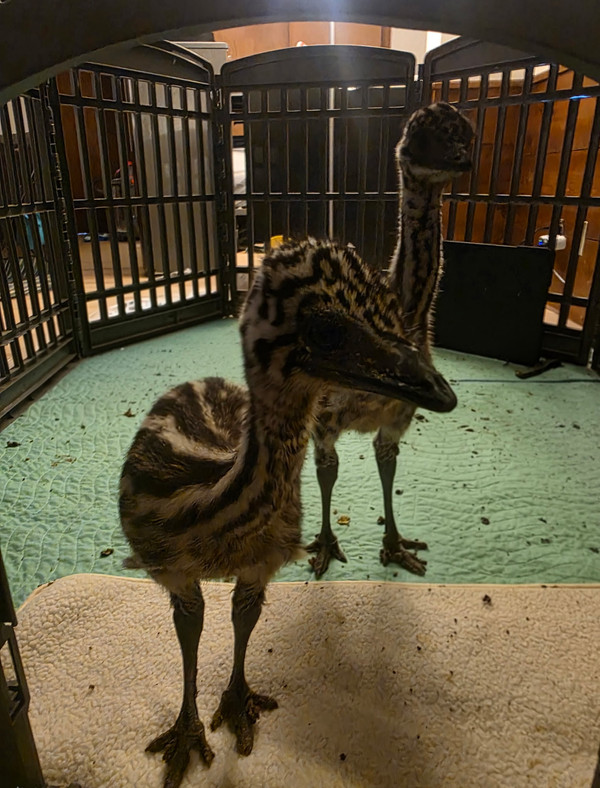 Baby emu chick